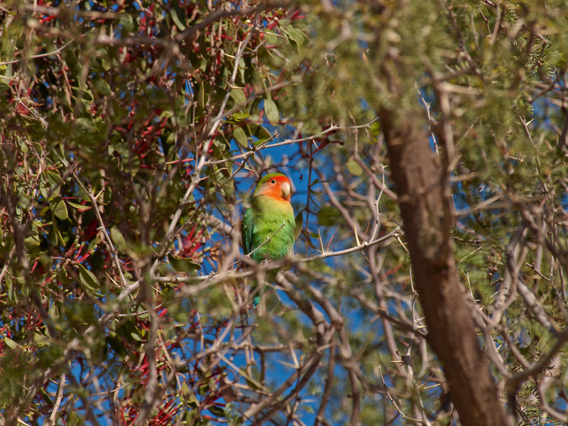 Namib Desert Lodge, Parrot
